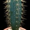 Pilosocereus_azureus_1